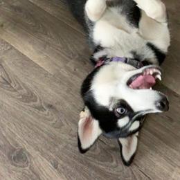 Siberian Husky Puppies from Ortega's Siberian Huskies