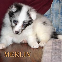 Merlin - Bi Blue Boy - White blue merle male Shetland Sheepdog puppy in Frazeysburg, Ohio from Mountain High Kennels