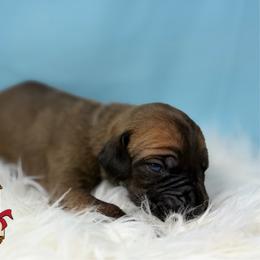 Elfo - Fawn male Great Dane puppy in White City, Kansas from Southwind Great Danes