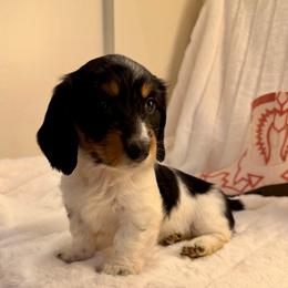 Emerson (3000) - Piebald female Dachshund puppy in Hensley, Arkansas from The Dachshund Barn