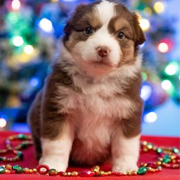 Feta - Red tri-color female Miniature American Shepherd puppy in Groesbeck, Texas from Empire Miniature American Shepherds