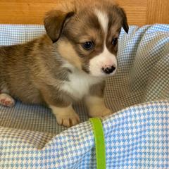 Stewart-green - Sable male Pembroke Welsh Corgi puppy in New Richmond, Wisconsin from 10 Mile Creek Farms