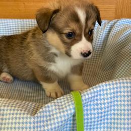 Stewart-green - Sable male Pembroke Welsh Corgi puppy in New Richmond, Wisconsin from 10 Mile Creek Farms