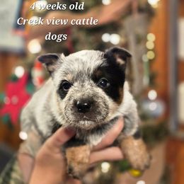 Boy 1 - Blue male Australian Cattle Dog puppy in Monroe, North Carolina from Creek View Cattle Dogs