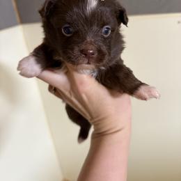 Hannah - Red & white female Miniature Australian Shepherd puppy in Mount Airy, Georgia from North Georgia Gems
