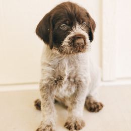 Red male - Brown and gray male Wirehaired Pointing Griffon puppy in Preston, Idaho from Glendale Griffons