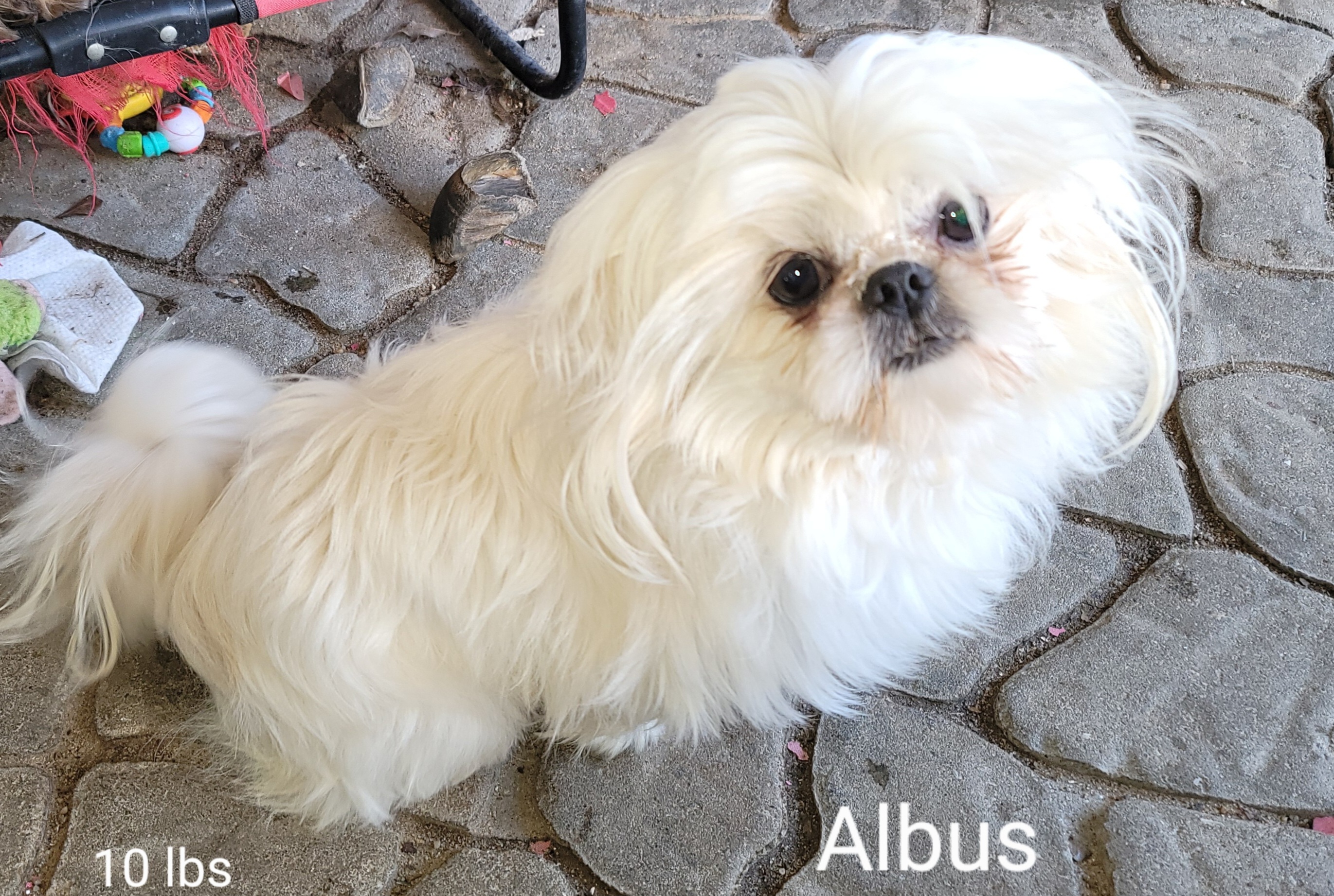 Albus - Shih Tzu