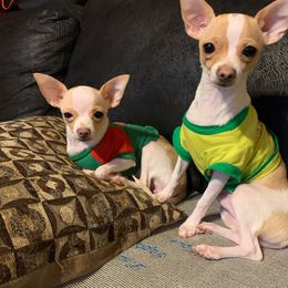 Chihuahua Puppies from Pittsburgh Paw Prints