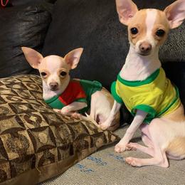 Chihuahua Puppies from Pittsburgh Paw Prints