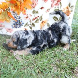 Mocha - female Bernese Mountain Dog puppy in Middlesex, North Carolina from Willow Springs Doodles & Berners