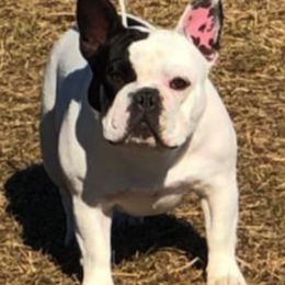 French Bulldogs from Fierce French Bulldogs