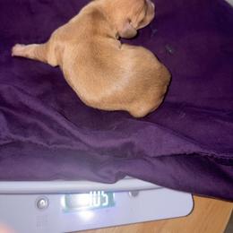 CKC ee red girl 3 (buyer will name) - Red female Dachshund puppy in Canyon Lake, Texas from M&Ms Dachshunds of Central Texas