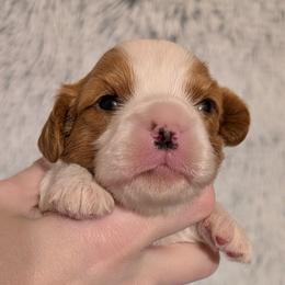 Jazz - Blenheim male Cavalier King Charles Spaniel puppy in Stilwell, Oklahoma from Love Bug Cavaliers