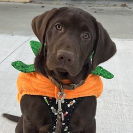 Labrador Retrievers from Wicked Flyer Retrievers
