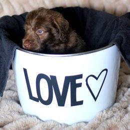 Labradoodle and Labrador Retriever Puppies from Moore than Dogs