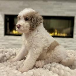Molly - Grey and white female Bernedoodle puppy in Spring, Texas from Sterling Star Doodles