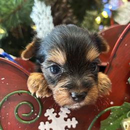 Cupid - Black and tan male Yorkshire Terrier puppy in Hardeeville, South Carolina from Pups of the Lowcountry