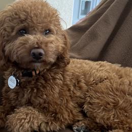 Goldendoodles from JER Doodles