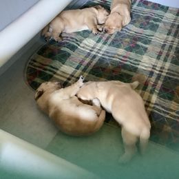 Labrador Retriever Puppies from Bogs Edge Labradors