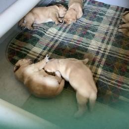 Labrador Retriever Puppies from Bogs Edge Labradors