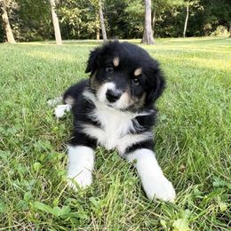 Australian Shepherd Puppies from HomeGrown Aussies