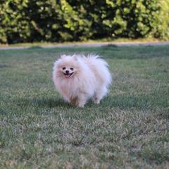 Dudely - Pomeranian