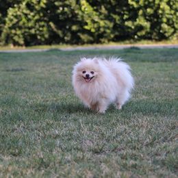 Dudely - Pomeranian