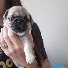 Girl 5 - Fawn female Pug puppy in Keysville, Georgia from Rollee Pollee Pugs