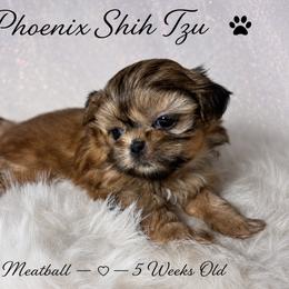 Meatball is the Tiniest in the Litter - Gold male Shih Tzu puppy in Hayden, Idaho from Phoenix Shih Tzu