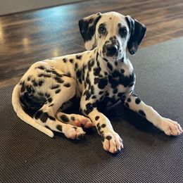 Cooper - White and black male Dalmatian puppy in Adkins, Texas from Rock'N'Spark Dalmatians