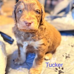 Tucker - Brown and white male Aussiedoodle puppy in Fredonia, Pennsylvania from Drew’s Aussies & Doodles