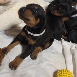 Grey collar girl - Black and rust female Doberman Pinscher puppy in Santa Clarita, California from Riviera Dobermans