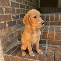Mister Orange - Red male Labradoodle puppy in Travelers Rest, South Carolina from Doodles of Love Labradoodles