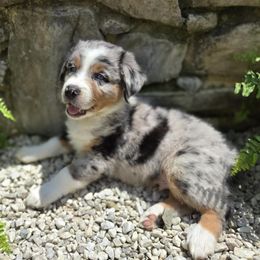 Woody - Blue merle male Australian Shepherd puppy in Peach Bottom, Pennsylvania from Arcadia Australian Shepherds