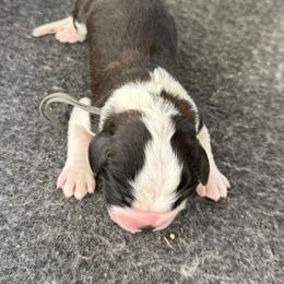 Gray collar - Brown and white male Saint Bernard puppy in Ramona, California from Buendias Ranch Saint Bernards & Bernese Mountain Dogs
