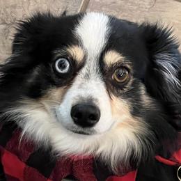 Australian Shepherds from Cowin Premier Aussies