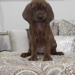 Hot Pink - Red female Redbone Coonhound puppy in Shreveport, Louisiana from BAFERD Kennels