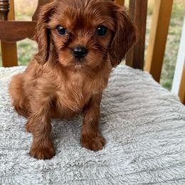 Anthony - Ruby male Cavalier King Charles Spaniel puppy in Caldwell, Idaho from Treasure Valley Poodles