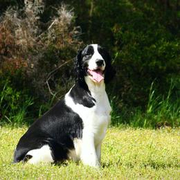 Baylor - English Springer Spaniel