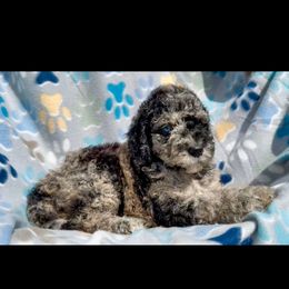 Starfish - Merle female Goldendoodle puppy in Sterling, Connecticut from Justine’s Retrievers and Doodles