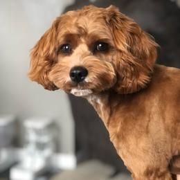Emmy - Cavapoo