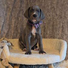 Sandy Claws - Blue female Great Dane puppy in Caldwell, Idaho from Miner's Dynamic Danes
