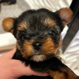 Winter frost - Black and tan female Yorkshire Terrier puppy in Coeur D Alene, Idaho from Cozy Coeur Yorkies