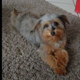 Sophie - Aussiedoodle