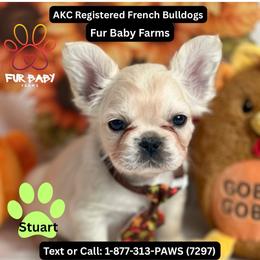 Howard - White male French Bulldog puppy in Michigan from Fur Baby Farms