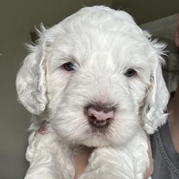 Athena - Cream female Australian Labradoodle puppy in Chuluota, Florida from Delano Australian Labradoodles
