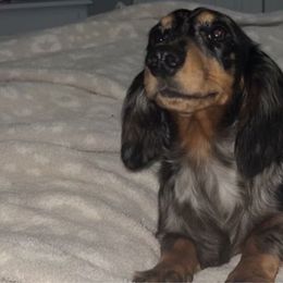 Dipper - Dachshund
