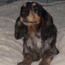 Dipper - Dachshund
