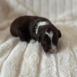 Rusty - Red tri-color male Assorted Doodle Crosses puppy in Stuart, Virginia from Lil Aussie Posse