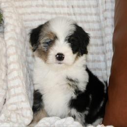 Vixen -MERLE - Blue merle male Bernedoodle puppy in Apple Creek, Ohio from Arlene Hershberger